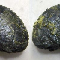Ammonite ANAHOPLITES PLANUS Mantell 1822 Albiano UK